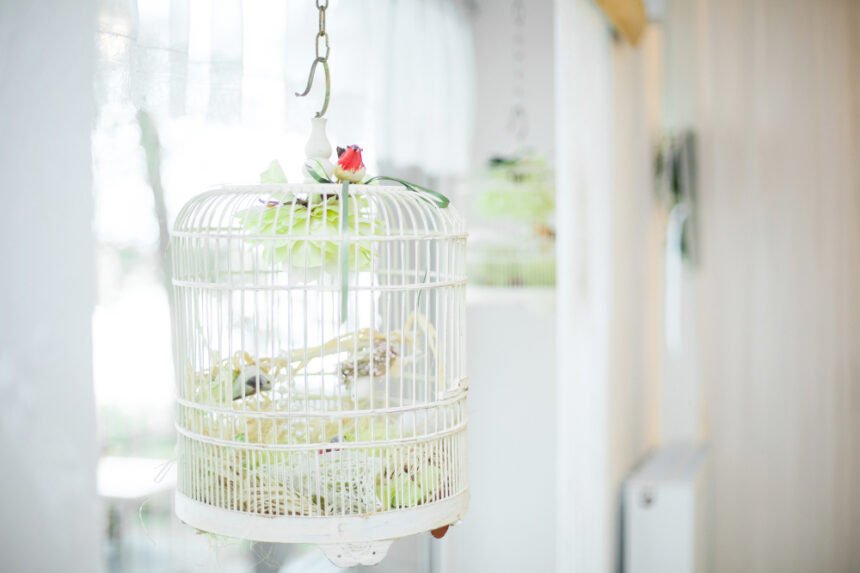 Papūgų narvai: kaip išsirinkti tinkamą ir kokio dydžio reikia