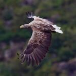 Jūrinis erelis Lietuvoje: paprastasis jūrinis erelis ir jo paplitimas