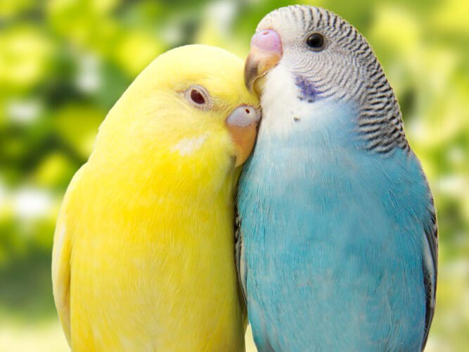 Agaporinių papūgų sveikata ir dažniausios ligos