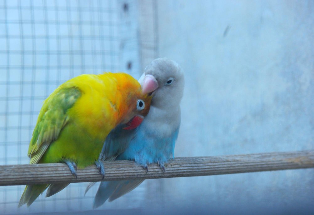 Agaporinių papūgų gyvenimo trukmė