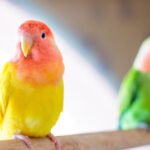 Agaporinės papūgos: rūšys ir priežiūra