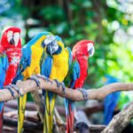 Ara papūga (ararauna ir kitos rūšys): stambios spalvingos Amerikos papūgos