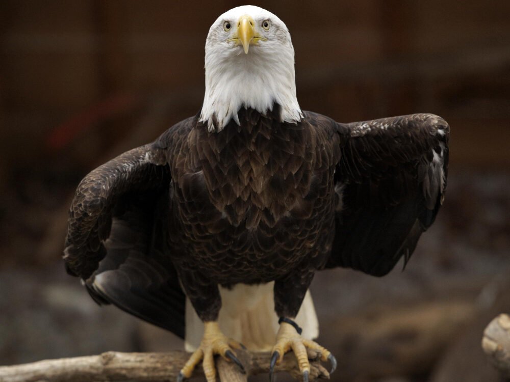 Baltagalvio jūrinio erelio apsaugos istorija