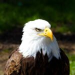 Baltagalvis jūrinis erelis: išvaizda ir gyvenimo būdas