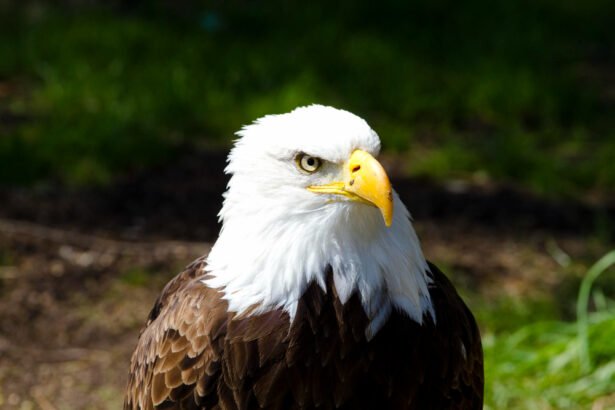 Baltagalvis jūrinis erelis: išvaizda ir gyvenimo būdas