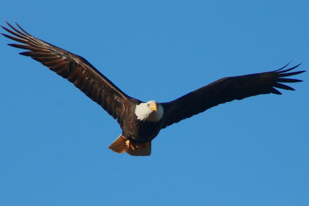 Baltagalvio jūrinio erelio medžioklės strategijos