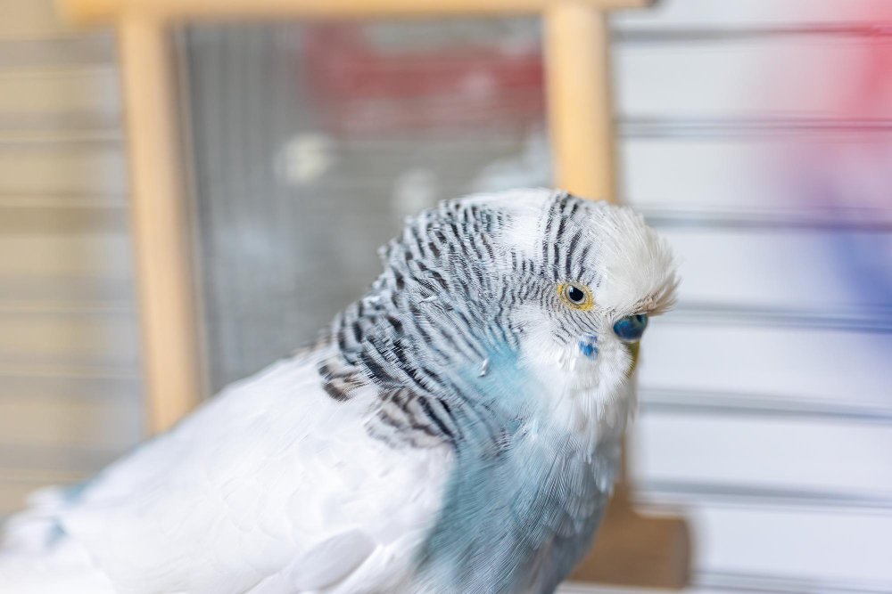 Ar banguotosios papūgos gali gyventi vienos?