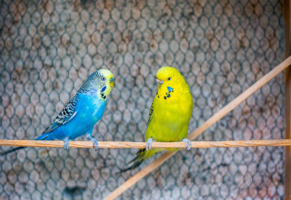 Banguotosios papūgos gyvenimo trukmė