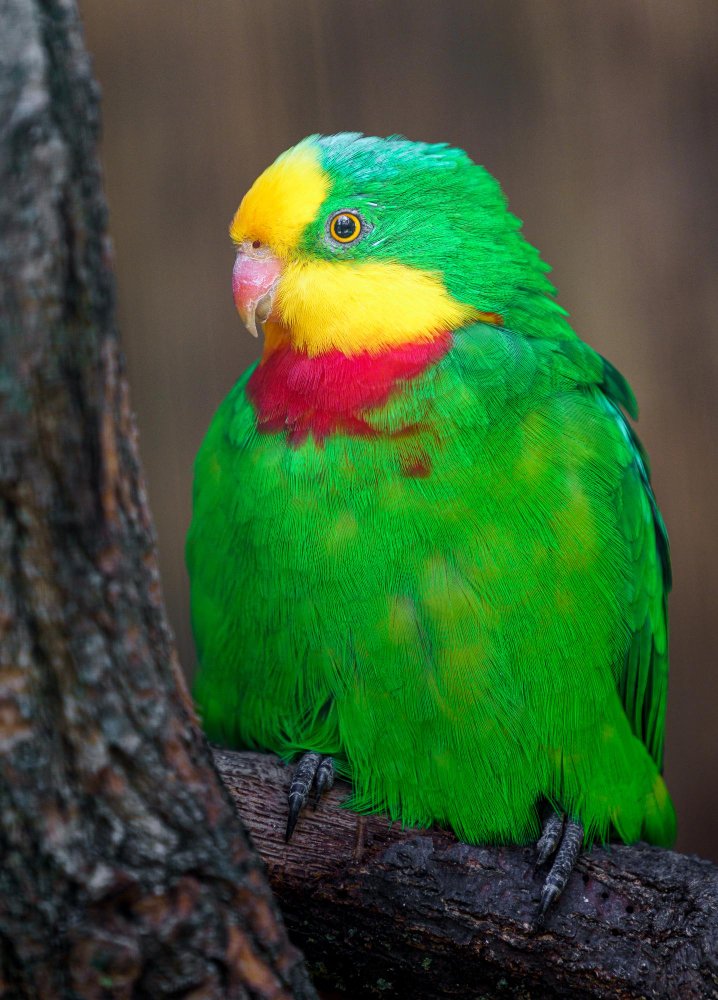 Ar barabanda papūga laikoma kaip augintinis?