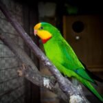 Barabanda papūga: išvaizda ir paplitimas