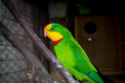 Barabanda papūga: išvaizda ir paplitimas