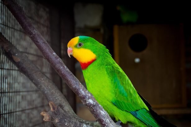 Barabanda papūga: išvaizda ir paplitimas