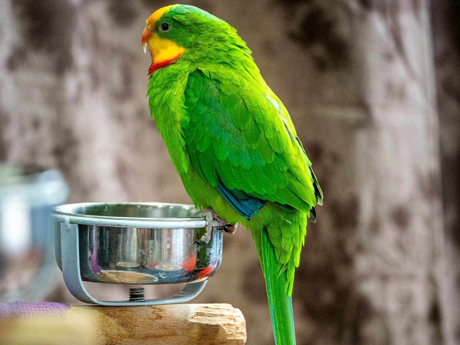 Barabanda papūgos mityba