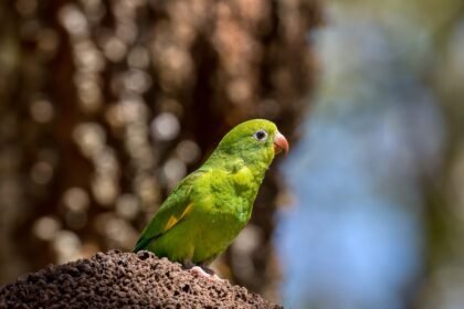 Papūgų rūšys: populiariausios naminės ir egzotinės papūgos