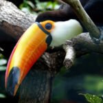 Didysis tukanas: išskirtinės savybės ir kuo jis skiriasi nuo kitų tukanų
