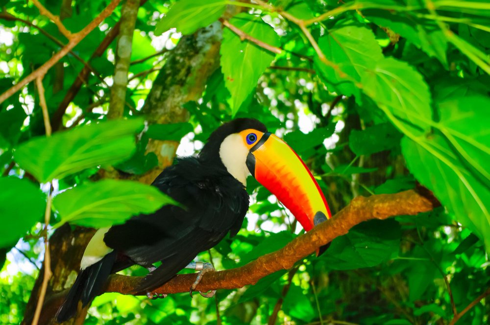 Didžiojo tukano mityba