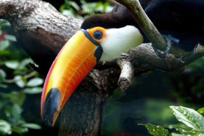 Didysis tukanas: išskirtinės savybės ir kuo jis skiriasi nuo kitų tukanų