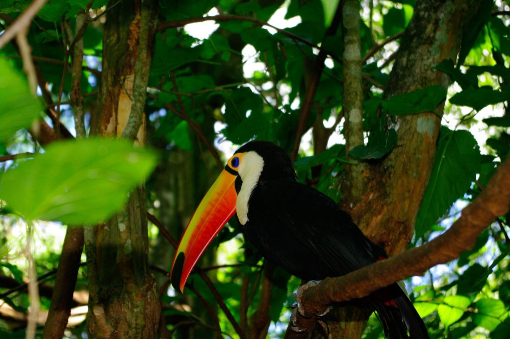 Didysis tukanas – tropikų simbolis ir evoliucijos stebuklas