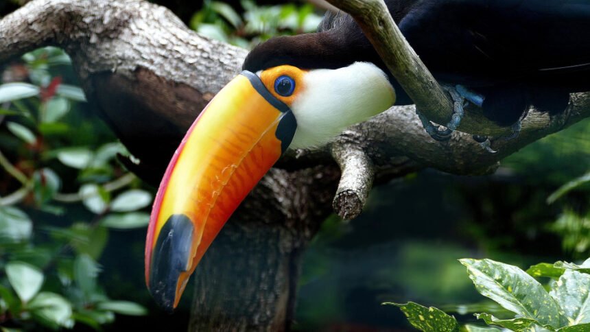 Didysis tukanas: išskirtinės savybės ir kuo jis skiriasi nuo kitų tukanų
