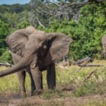 Dramblio nėštumas: kiek trunka ir kaip vystosi jauniklis