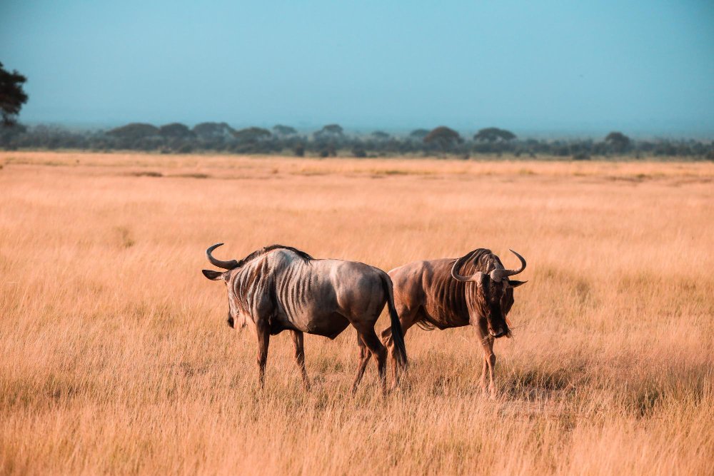 Ar gnu galima pamatyti ne Afrikoje