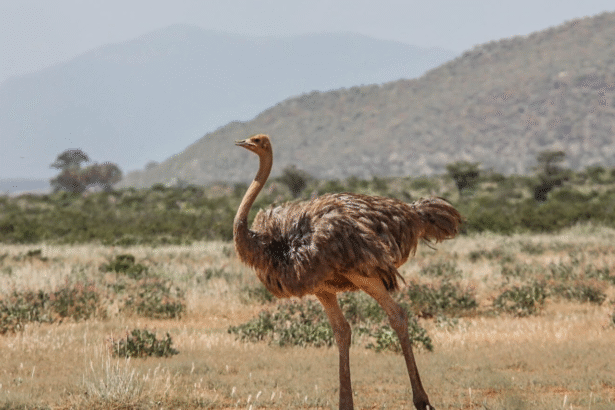 Emu paukštis: kas tai ir kuo jis skiriasi nuo stručio