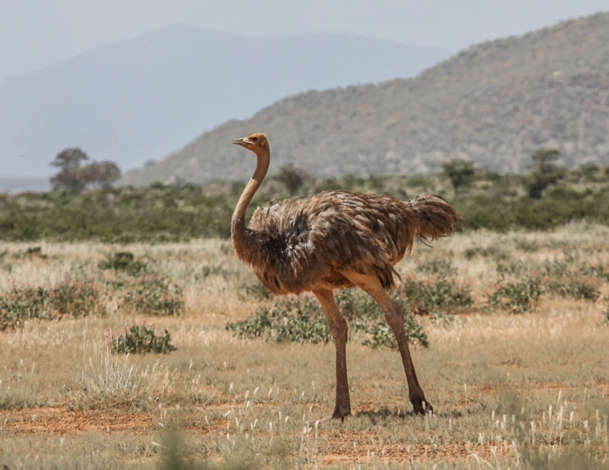 Emu paukštis: kas tai ir kuo jis skiriasi nuo stručio