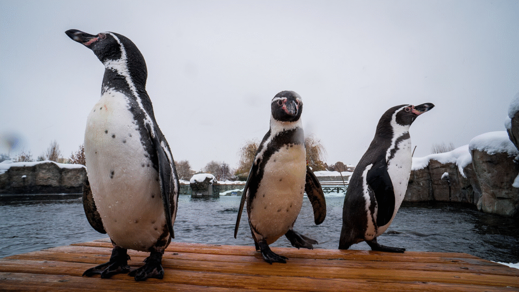 Pingvinų rūšys: nuo Antarktidos iki kitų regionų