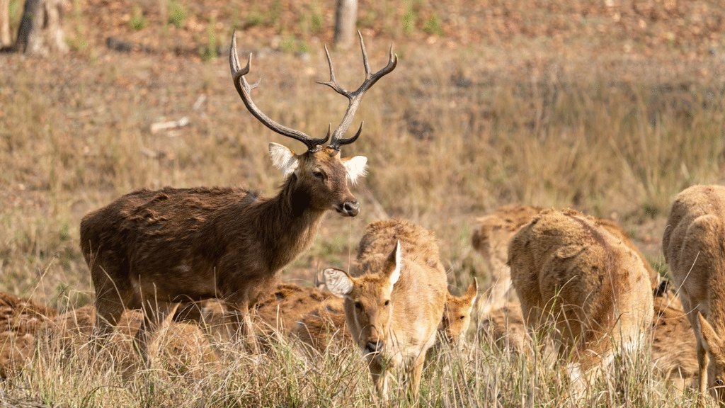 Indijoje paplitę elniai: pagrindinės rūšys ir buveinės