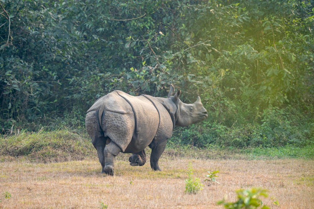 Kur gyvena indinis raganosis