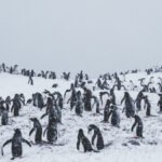 Kaip pingvinai prisitaiko prie šalčio ir aplinkos