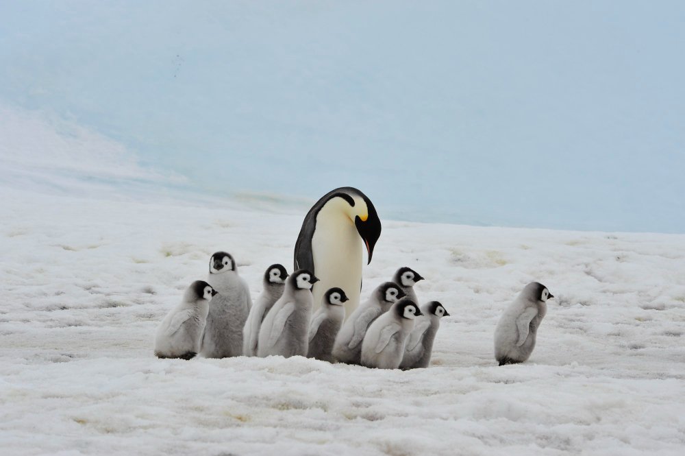 Pingvinų prisitaikymas – išgyvenimo meistriškumo pavyzdys