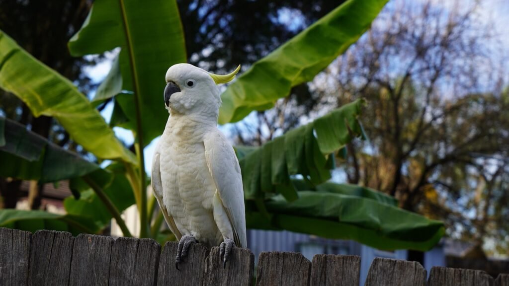 Kakadu papūgos charakteris ir elgsena namuose