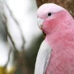 Kakadu papūga: rūšys, elgsena ir priežiūra