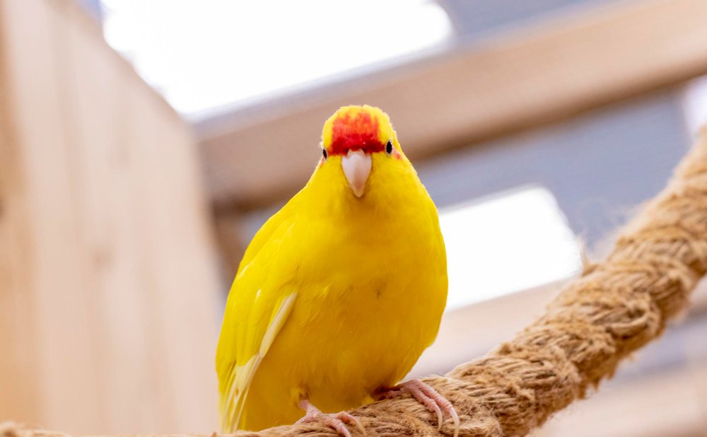 Kakariki papūgų veisimas