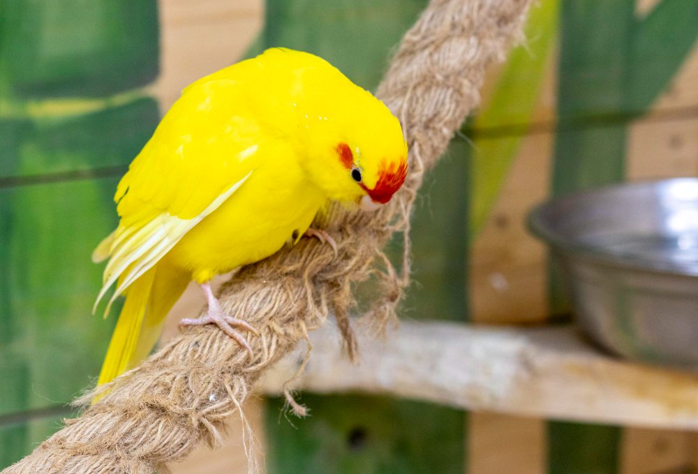 Kakariki papūgos priežiūra