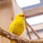 Kakariki papūga: kilmė ir priežiūra