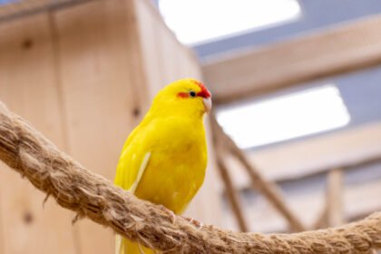 Kakariki papūga: kilmė ir priežiūra