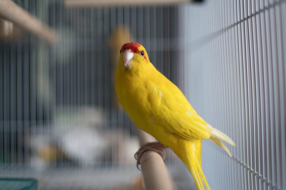 Kakariki papūgos sveikata ir dažniausios ligos