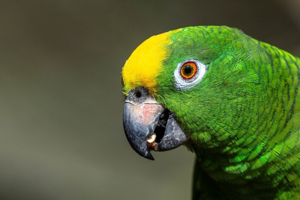 Kaip išmokyti papūgą kalbėti