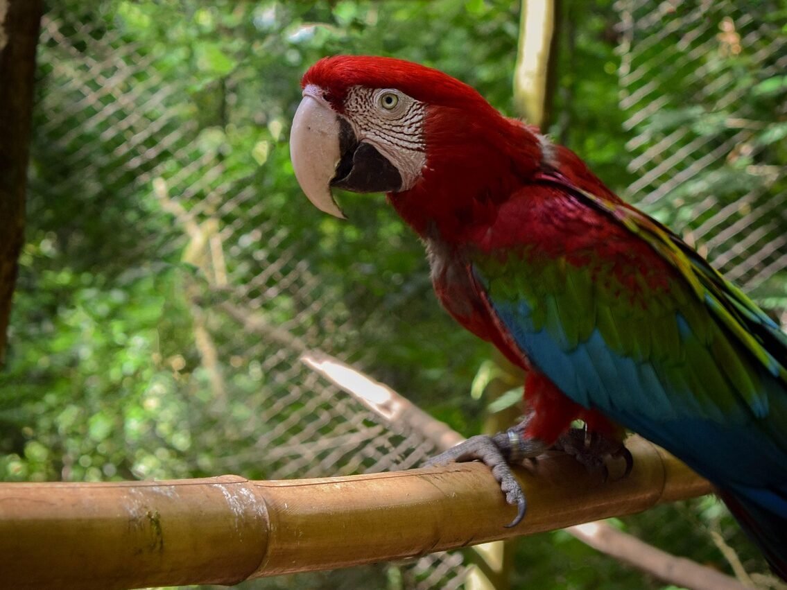 Nuo kokio amžiaus papūga geriausiai mokosi kalbėti