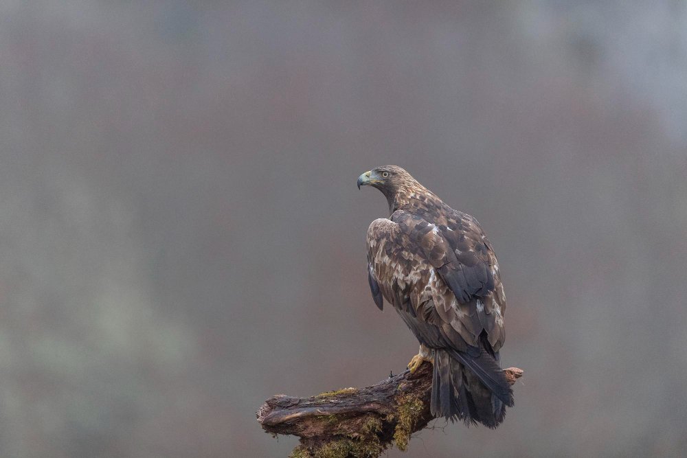 Kalnų erelio išvaizda ir fizinės savybės