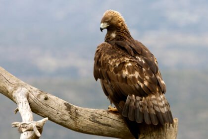 Kalnų erelis: prisitaikymas prie aukštikalnių