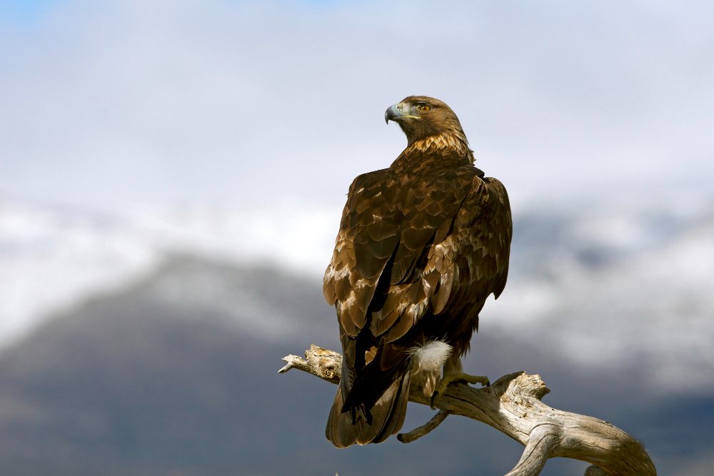 Kalnų erelio paplitimas pasaulyje