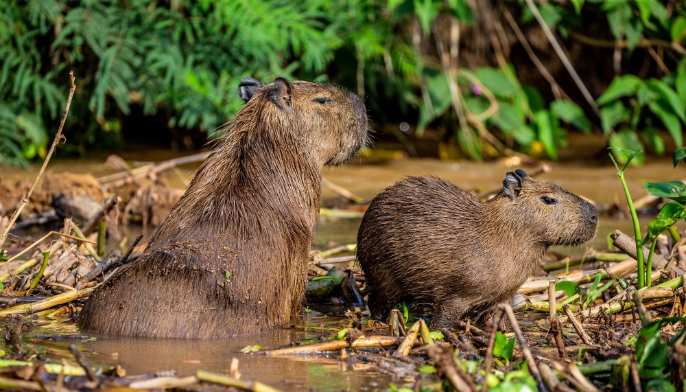 Kapibaros elgsena ir charakteris