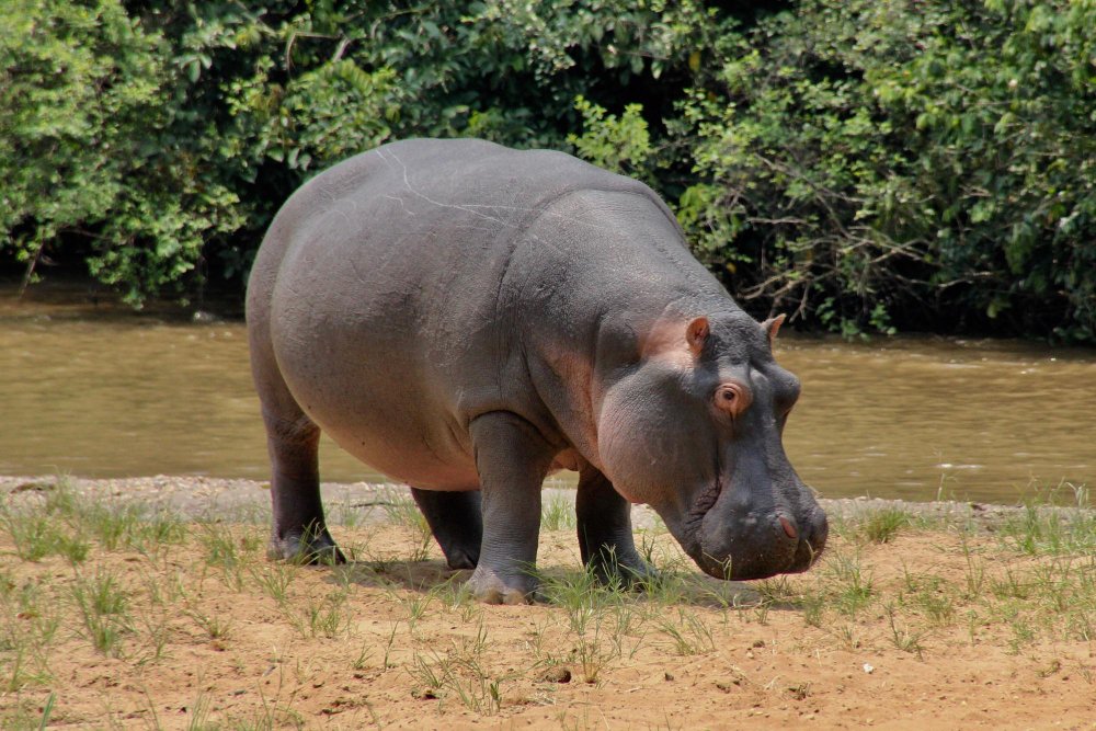 Ar begemoto svoris kinta metų laikais?