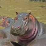 Kiek sveria begemotas? Svoris ir dydis pagal lytį