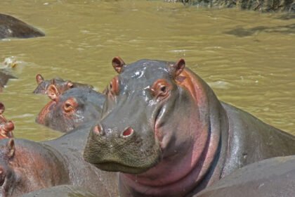 Kiek sveria begemotas? Svoris ir dydis pagal lytį