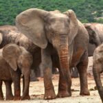 Kiek sveria ir kiek gyvena drambliai? Svoris ir gyvenimo trukmė pagal rūšis