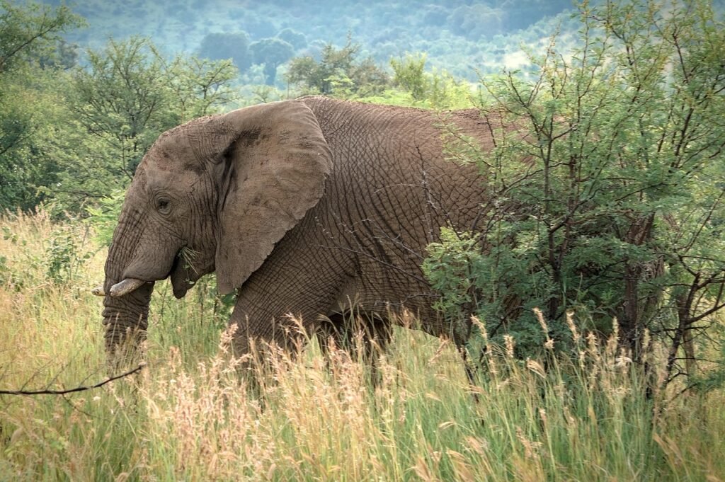 Kiek gyvena drambliai?